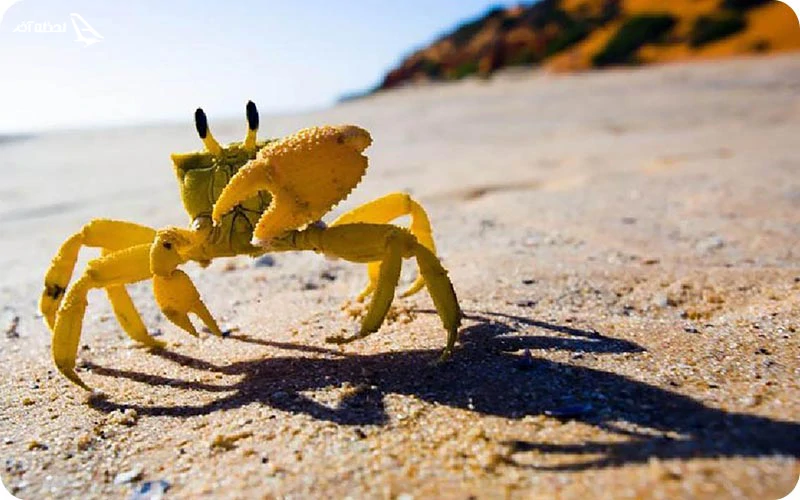 بهترین زمان سفر به صخره خرچنگها