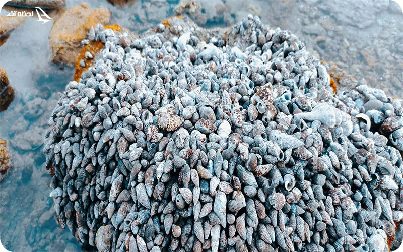 صخره خرچنگها قشم کجاست؟