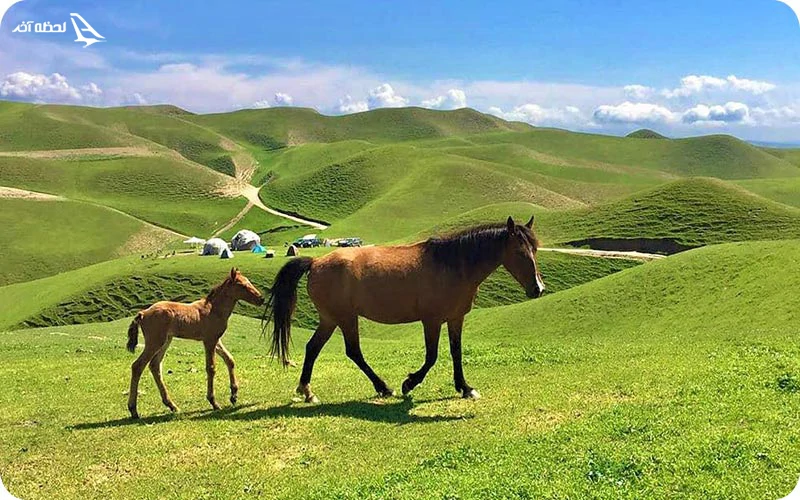 پوشش های گیاهی و مراتع سرسبز ترکمن صحرا ترکمن صحرا؛ چشمگیرترین طبیعت ایران
