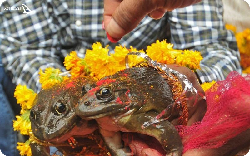 رسمی عجیب برای گردشگران عروسی گرفتن برای قورباغه ها