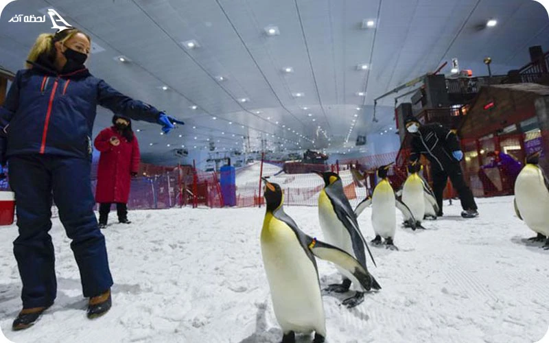 عکس گردشگران با پنگوئن های اسکی دبی عکس یادگاری با پنگوئن ها