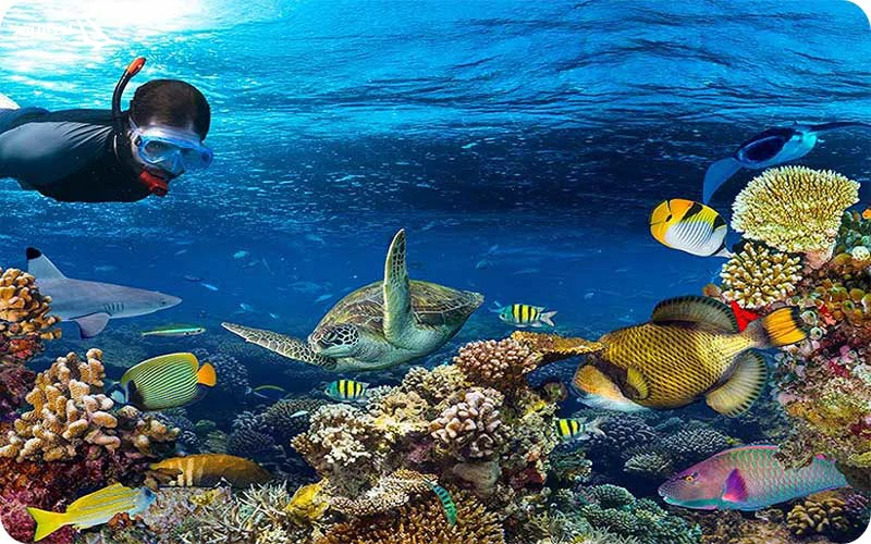 غواصی و اسنورکلینگ غواصی و اسنورکلینگ؛ سفر به اعماق دریا