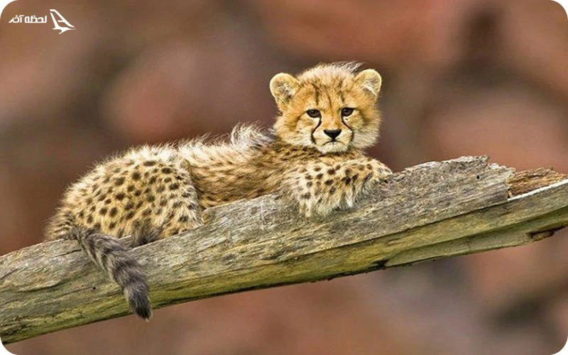 قوانین باغ وحش تورنتو که نباید نادیده بگیرید! قوانین باغ وحش تورنتو که نباید نادیده بگیرید!