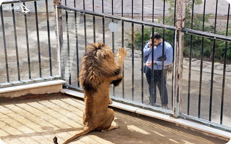 قوانین باغ وحش دبی امکانات و قوانین باغ وحش دبی؛ نکاتی مهم برای تجربهای عالی