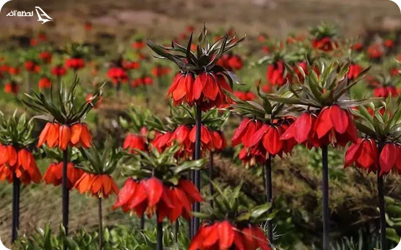 مختصری درباره پوشش گیاهی گلستان کوه پوشش گیاهی گلستان کوه