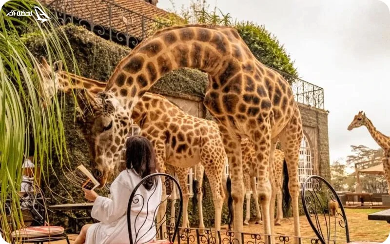 مرکز زرافهها در نایروبی یک مرکز حفاظتی مرکز پرورش زرافه ها در کنیا