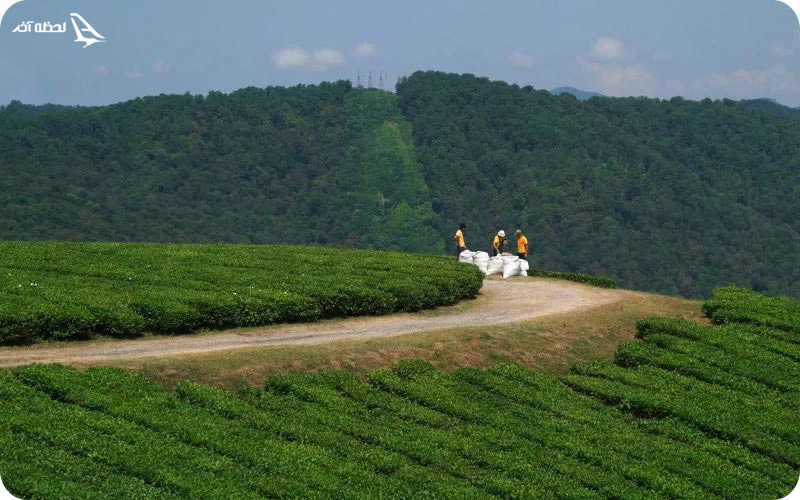 آشنایی با مزارع چای سوچی مزرعه چای سوچی؛ آشنایی با صنعت چای روسیه