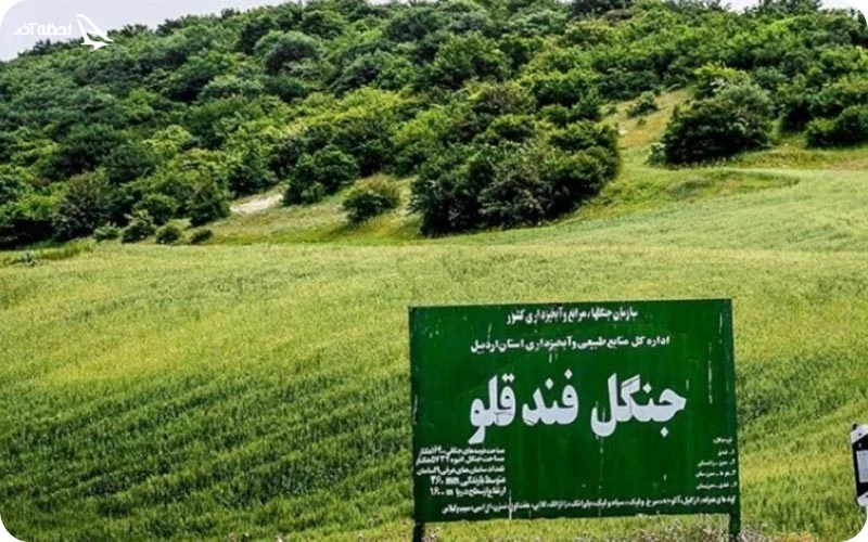 قدمت جنگل فندقلو قدمت جنگل فندقلو