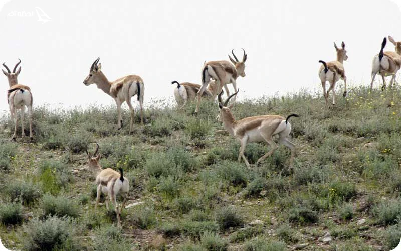 منطقه مند؛ زیستگاهی منحصربه‌فرد