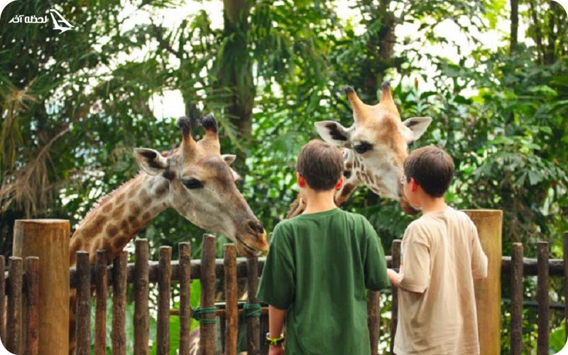 نحوه دسترسی به باغ وحش تورنتو با حمل و نقل عمومی و ماشین شخصی نحوه دسترسی به باغ وحش تورنتو با حمل و نقل عمومی و ماشین شخصی