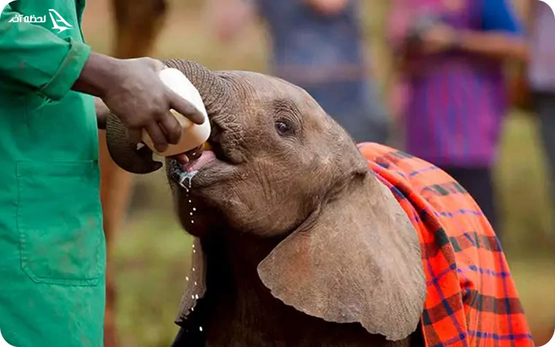 مهد کودک فیلها مکانی دیدنی در کنیا مهد کودک فیلها کنیا