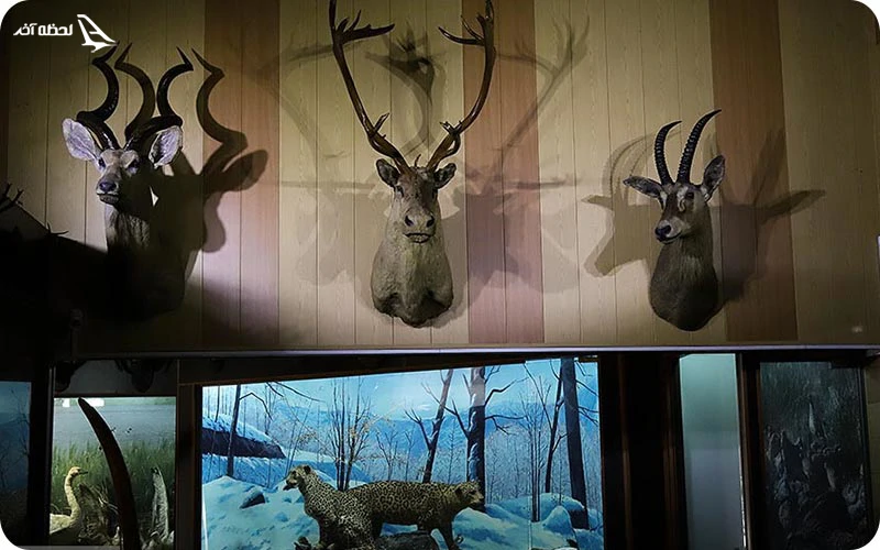 موزه دیدنی حیات وحش خشکه داران موزه دیدنی حیات وحش خشکه داران؛ گونههتی مختلف حیوانی