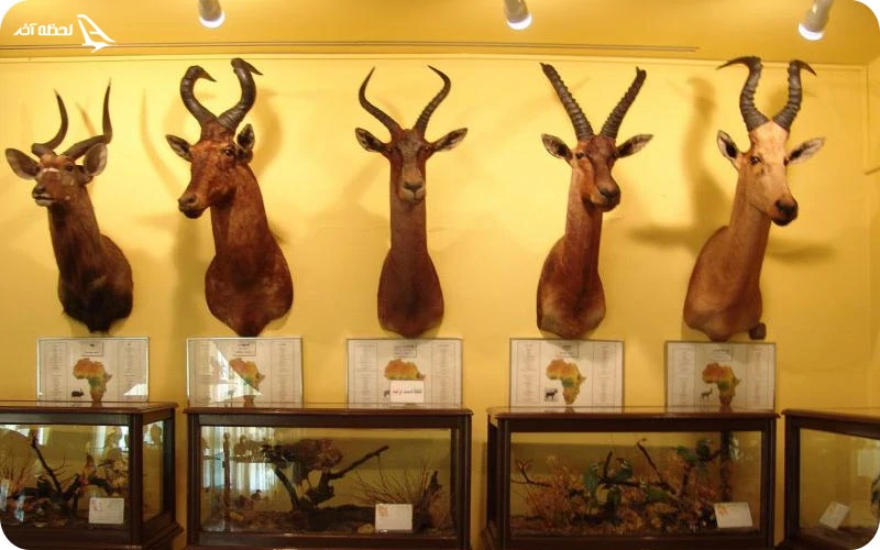 موزه دارآباد؛ گنجینه‌ای از تاریخ و طبیعت