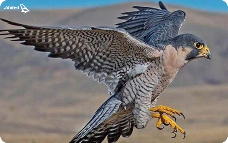 نمایش پرندگان شکاری در باغ وحش دبی میدان پرندگان شکاری؛ نمای زیبای پرندگان