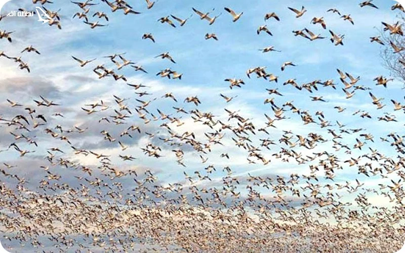 هامون؛ تنها جایی از شرق که پرندگان به آن مهاجرت می کنند