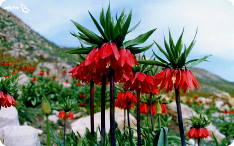 همه چیز درباره گل های لاله واژگون گلستان کوه همه چیز درباره گل های لاله واژگون گلستان کوه