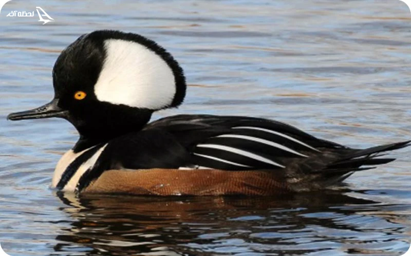 تماشای قو در مزرعه بادی باغ وحش دبی مزرعه وادی؛ مکانی برای استراحت