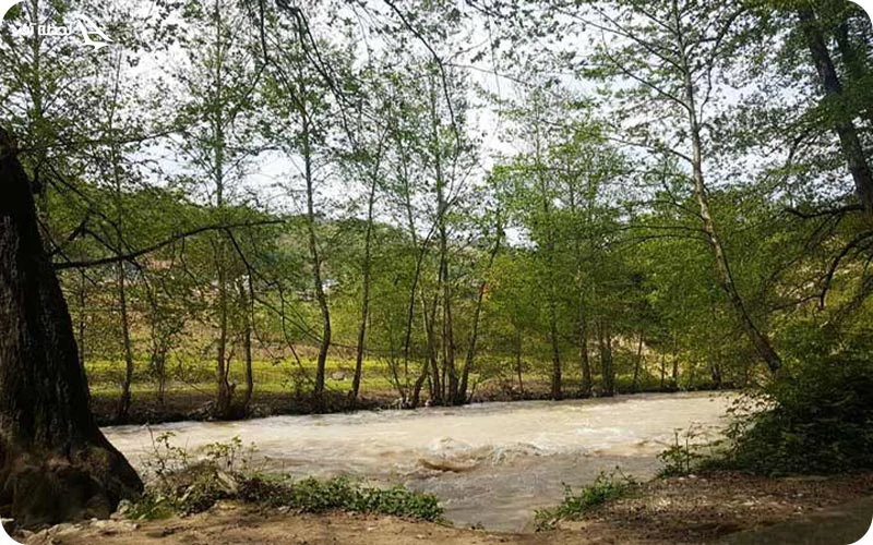 پارک جنگلی فین چالوس پارک جنگلی فین چالوس؛ پیکنیک و گشتوگذار