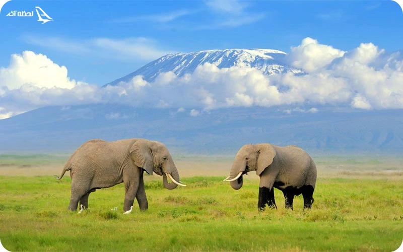 پارک ملی آمبوسلی کنیا