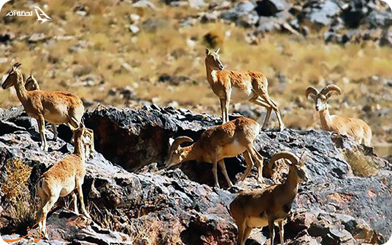 پارک ملی تنگ صیاد؛ بازدید از گونه‌های خاص جانوری