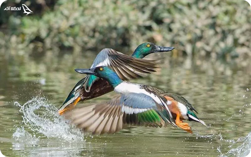 پارک ملی سانجی گاندی پارک ملی سانجای گاندی در هند