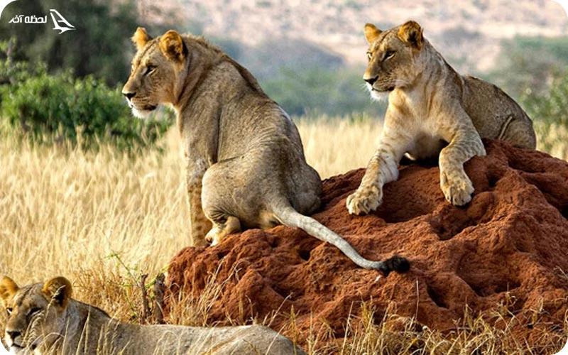 پارک ملی ساوو کنیا | از شیر انسان خوار تا فیل پارک ملی ساوو کنیا