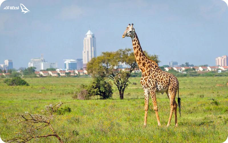 پارک ملی نایروبی | تجربه سفری فراموش نشدنی به کنیا پارک ملی نایروبی