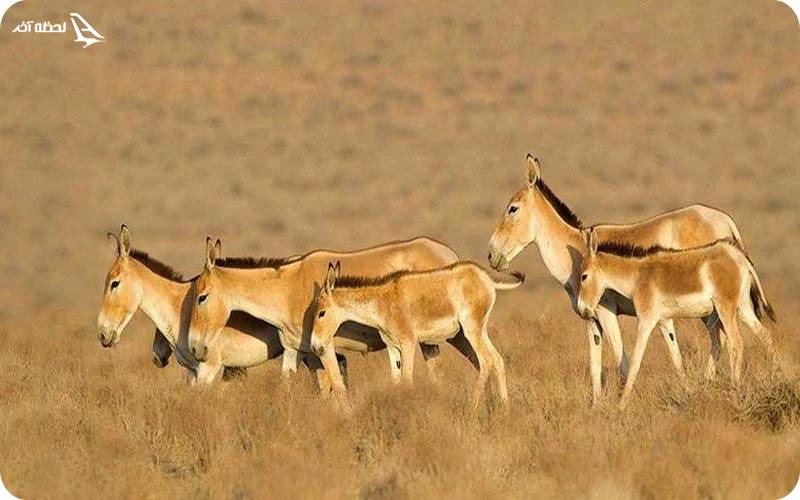 پارک ملی کویر قم پارک ملی کویر؛ زیبایی در دل بیابان