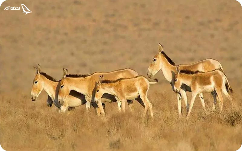 پارک ملی کویر آفریقای کوچک در ایران پارک ملی کویر مرنجاب