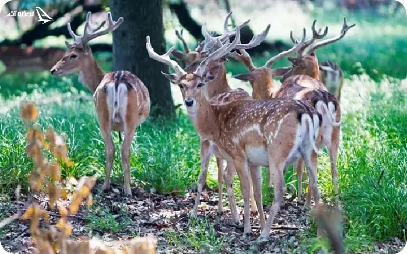 پناهگاه حیات وحش دشت ناز
