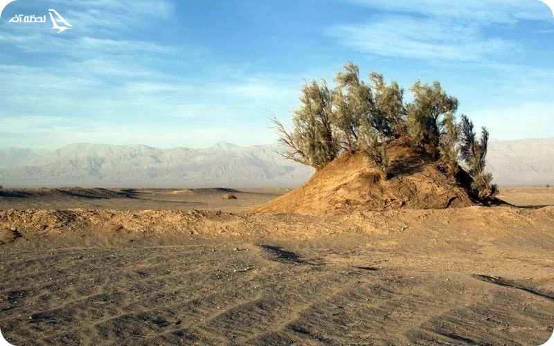 گیاهان موجود در دشت شهداد پوشش گیاهی کلوت شهداد