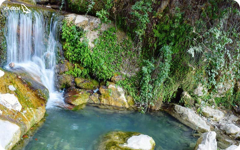 پوشش گیاهی و جانوری تنگه تامرادی گیاهان و جانوران؛ زیستگاهی امن