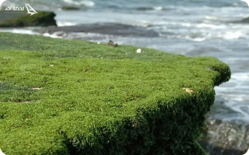 پوشش گیاهی و جانوری ساحل صخرهای پوشش گیاهی و جانوری ساحل صخرهای