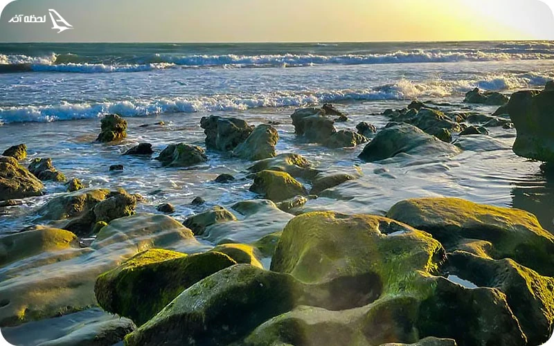 پوشش گیاهی و جانوری ساحل مکسر