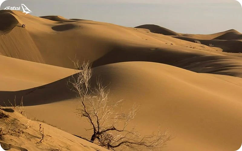 کویر مرنجاب؛ کویری با تنوع گونه های جانوری و گیاهی پوشش گیاهی و جانوری کویر مرنجاب