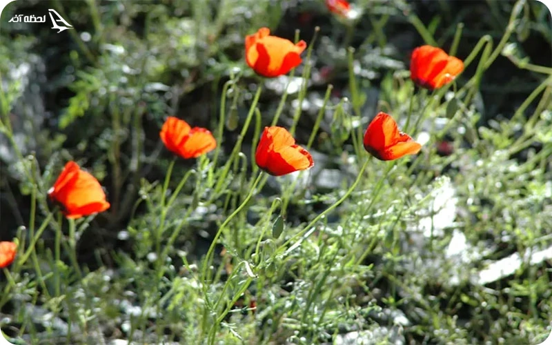 پوشش گیاهی و جانوری دره ارغوان پوشش گیاهی و جانوری دره ارغوان؛ زیستگاه غنی