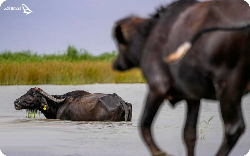 چه حیواناتی در تالاب شادگان زندگی می کنند؟ چه حیواناتی در تالاب شادگان زندگی می کنند؟
