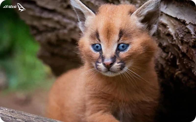 کویر کاراکال؛ زیبا ترین کویر یزد کویر کاراکال؛ بیابانی پر از گربههای سیاهگوش