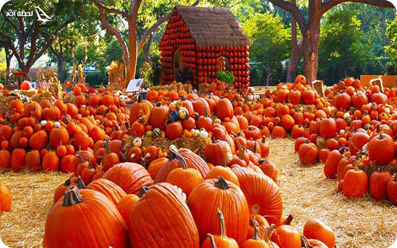 فستیوال کدوتنبل فستیوال کدوتنبل؛ پاییز با کدوهای بامزه