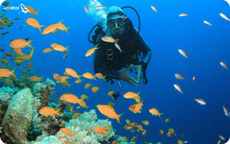 کلوپ دریایی دلفین و مرجان کلوپ دریایی دلفین و مرجان؛ تفریحات آبی شگفتانگیز