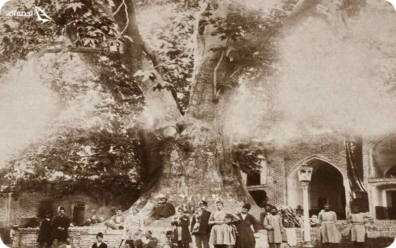 کهن ترین چنار ایران در امامزاده صالح