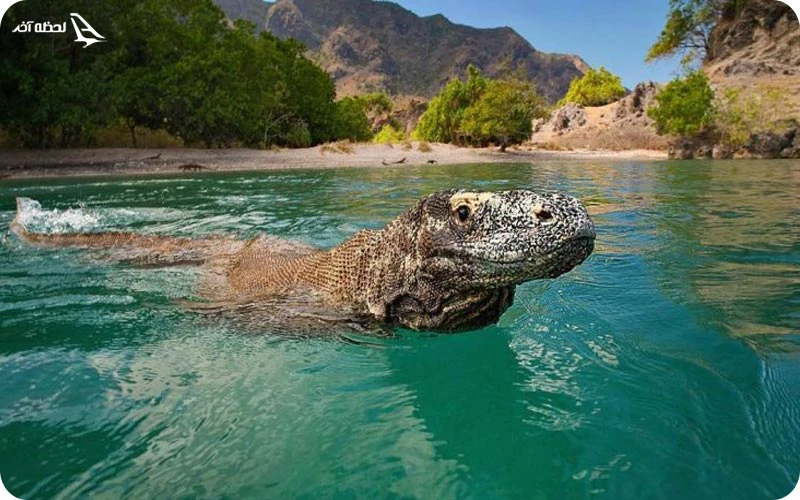 جزیره هیجان انگیز کومودو جزیره کومودو؛ سرزمین اژدهای اندونزی