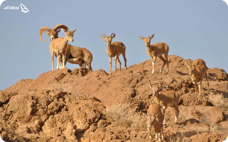 کویر سیاه کوه یزد کویر سیاه کوه (عقدا)؛ یکی از مهمترین کویرهای یزد