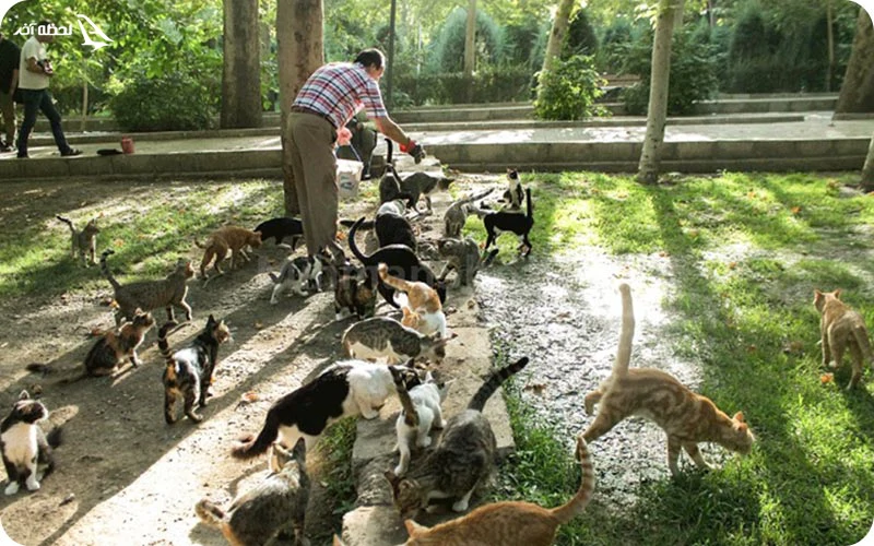 پارک قیطریه پناهگاهی برای گربه هاا پارک قیطریه پناهگاهی برای گربه هاا