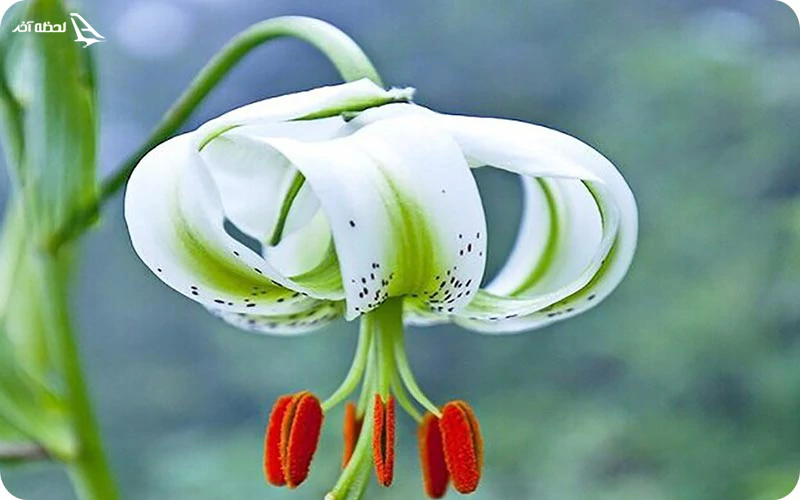 گل سوسن چلچراغ، عزیز دردانه داماشی‌ها