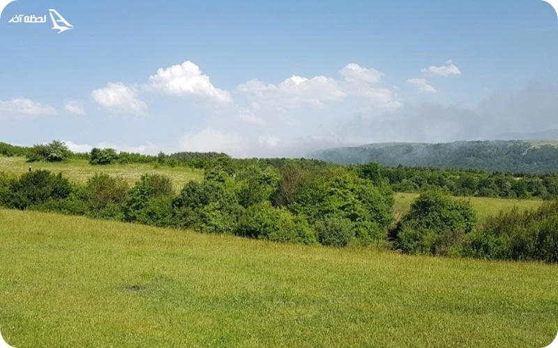 وجود گونههای نادر گیاهی در جنگل فندقلو وجود گونههای نادر گیاهی در جنگل فندقلو