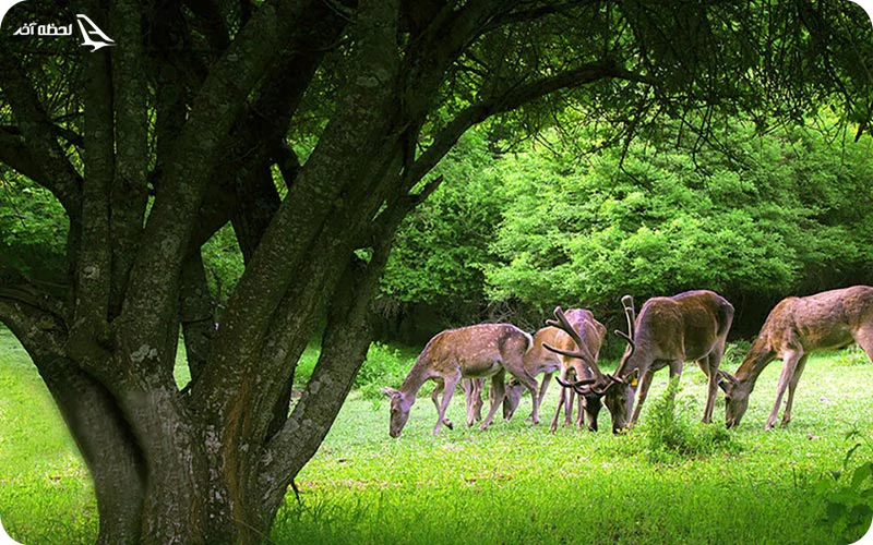 گونه‌های گیاهی‌ و جانوری ارسباران؛ زیستگاهی همانند بهشت