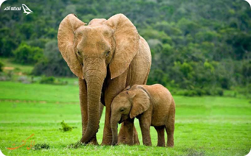 گونه‌های جانوری موجود در پارک ملی تامان نگارا