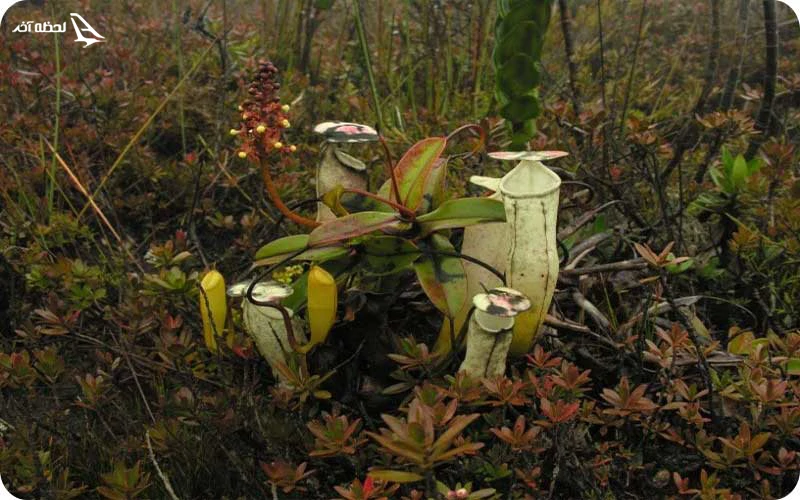 گونه‌های گیاهی موجود در پارک ملی تامان نگارا