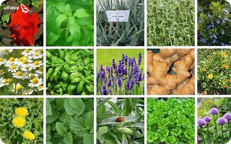 مراتع و گیاهان دارویی؛ عطاری در طبیعت